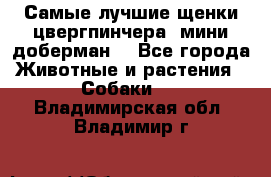 Самые лучшие щенки цвергпинчера (мини доберман) - Все города Животные и растения » Собаки   . Владимирская обл.,Владимир г.